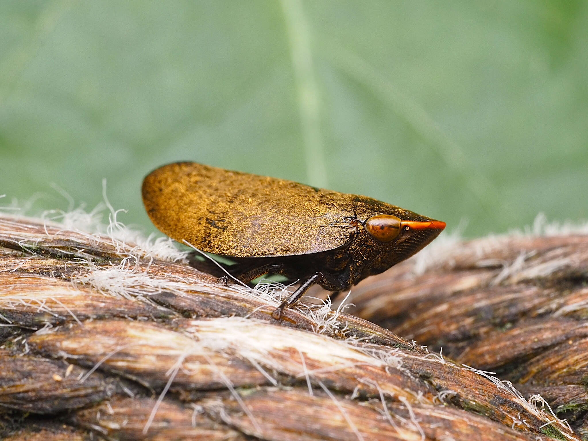 Image of Plinia ampla (Walker 1851)