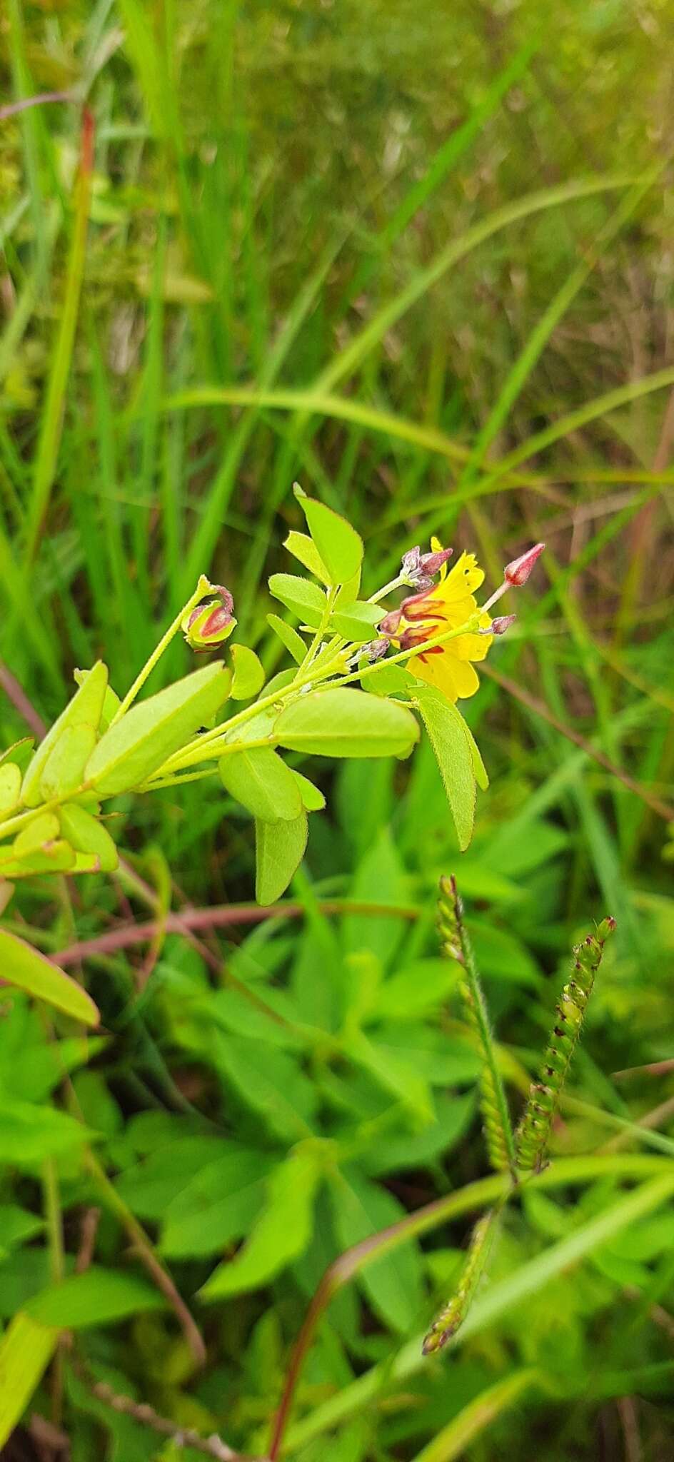 Image of shrubby woodsorrel