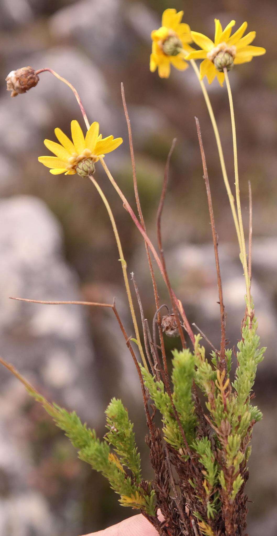 Ursinia heterodonta (DC.) N. E. Br. resmi