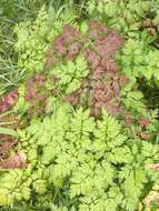 Imagem de Anthriscus sylvestris subsp. sylvestris