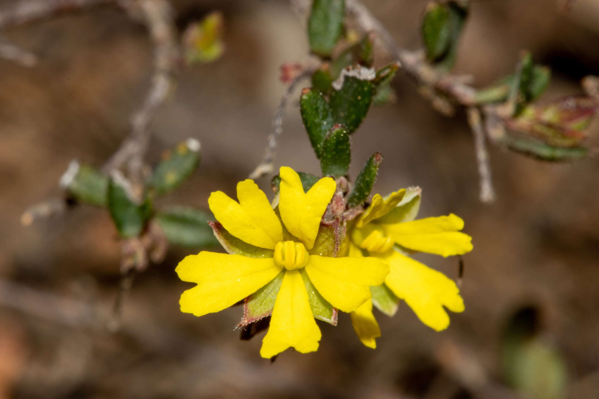 Sivun Hibbertia empetrifolia subsp. radians H. R. Toelken kuva