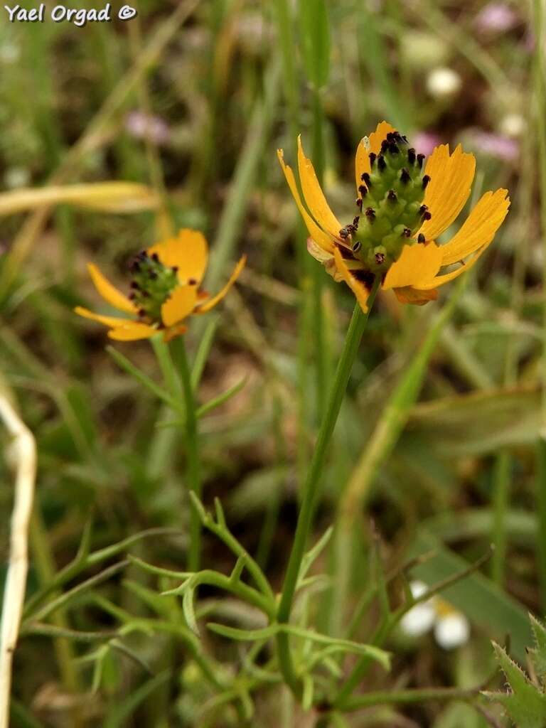 Image of Adonis dentata Delile