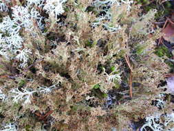 Image of cup lichen