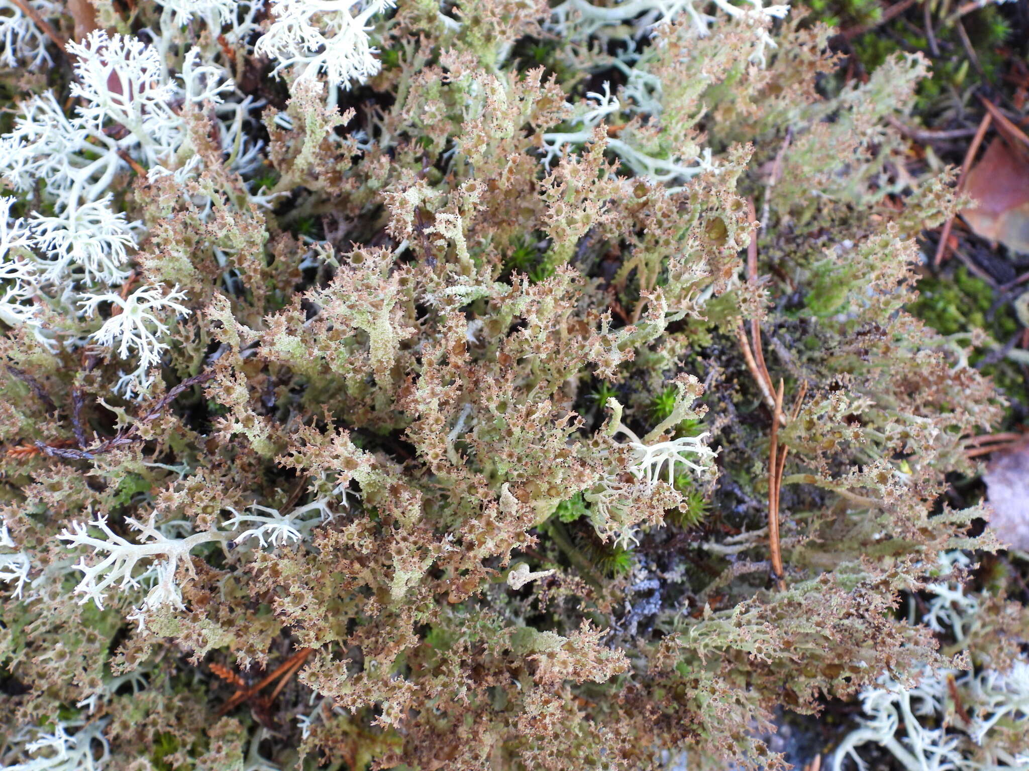 Cladonia crispata var. crispata (Ach.) Flot.的圖片