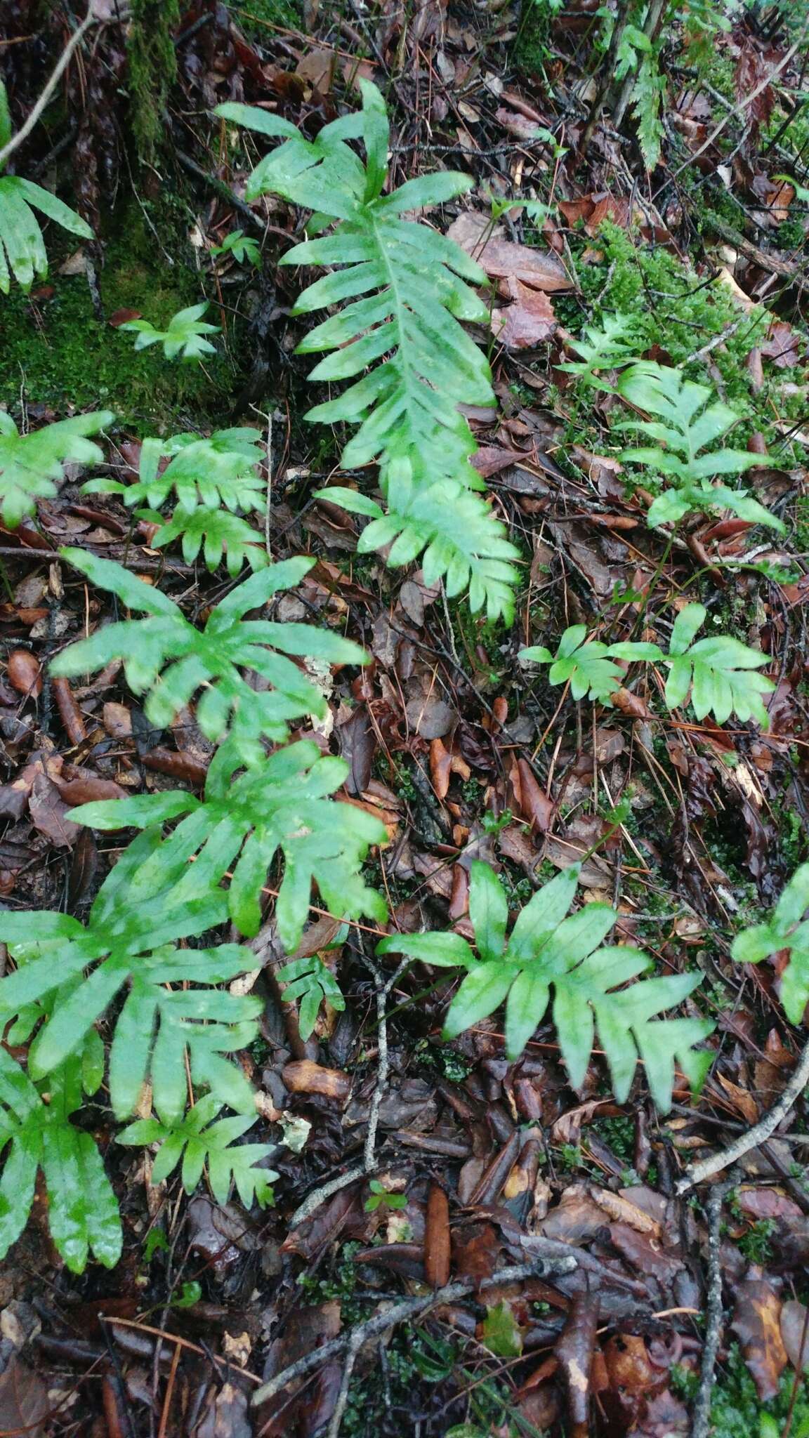 Polypodium cambricum L.的圖片