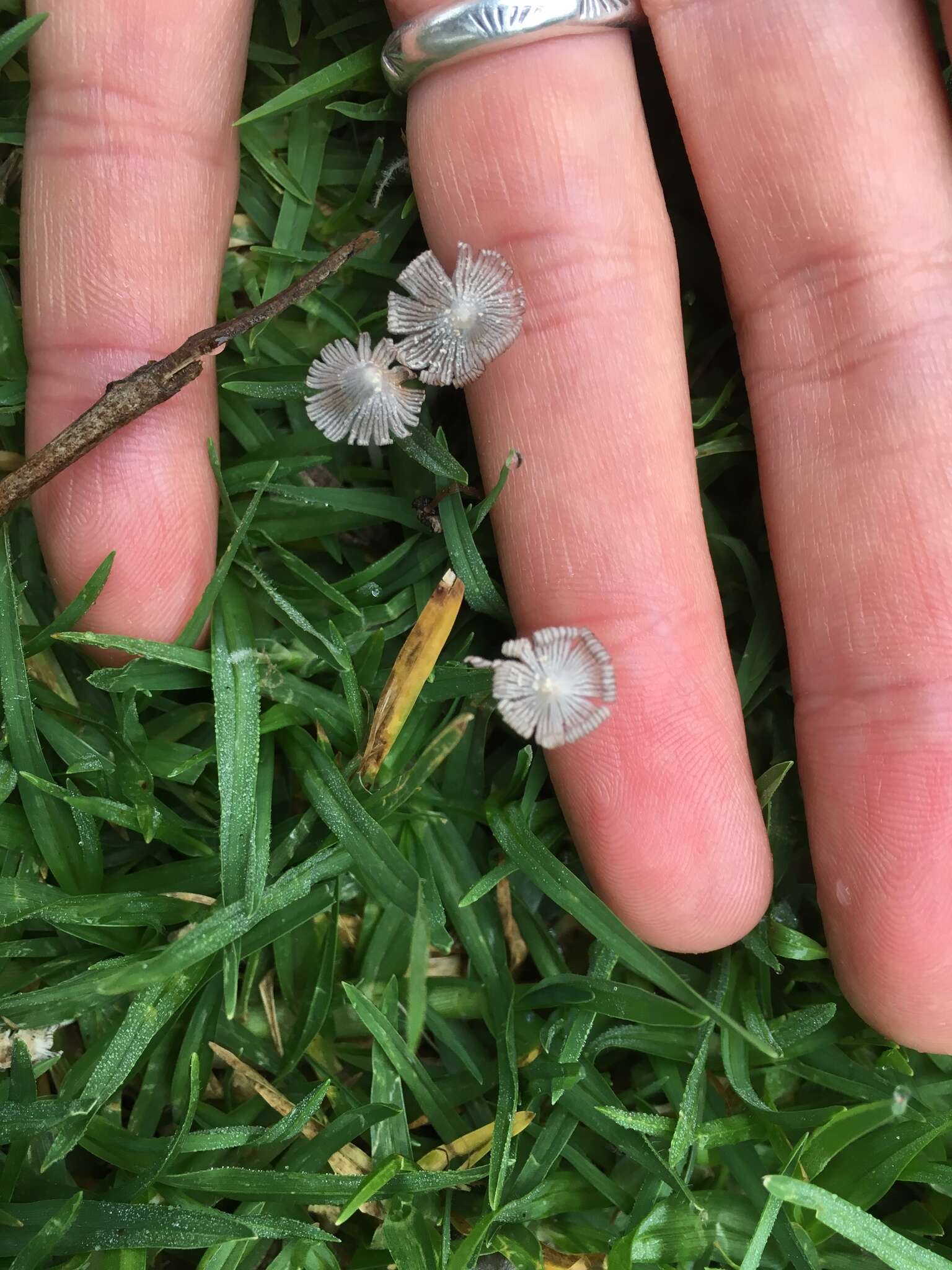 Imagem de Coprinopsis friesii (Quél.) P. Karst. 1881