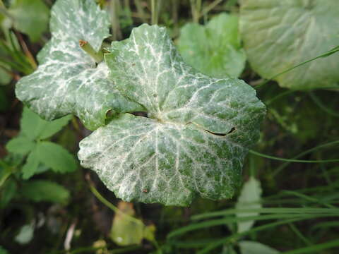 Erysiphe aquilegiae DC. 1815 resmi