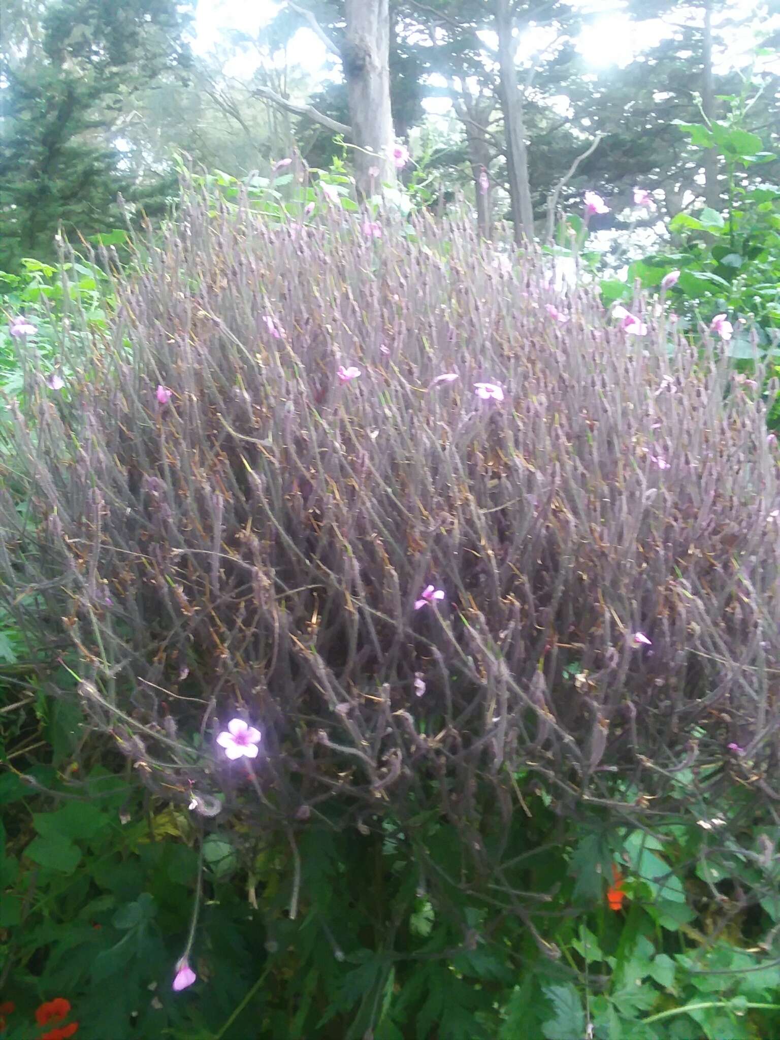 Image of Madiera cranesbill