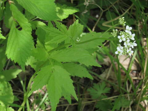 Image of Cardamine leucantha (Tausch) O. E. Schulz