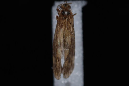 539.lbcg dsc 0067 1242744152 jpg.580x360