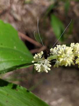 Image of Southern Longhorn Moth