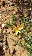 Image of Moraea karroica Goldblatt