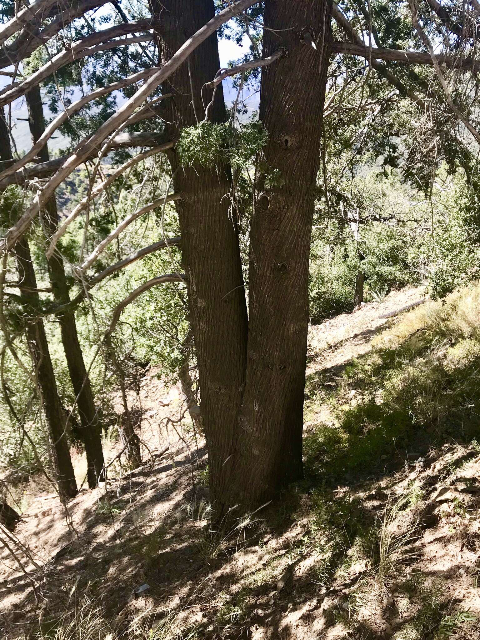 Image of Arizona Cypress