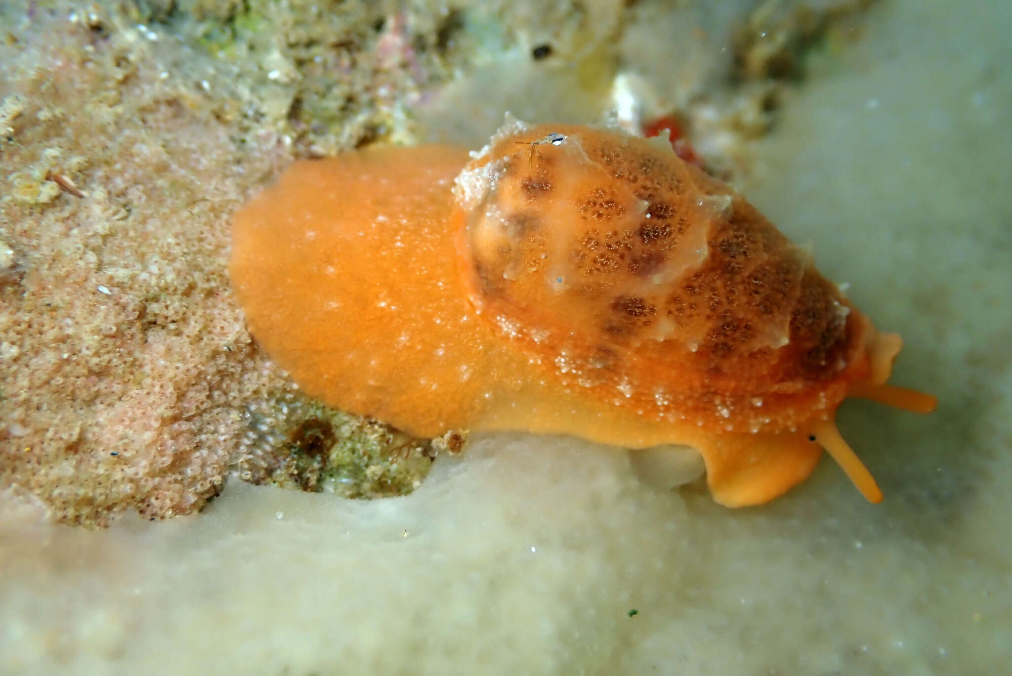 Image of Notocypraea comptonii (Gray 1847)