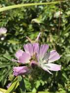 Image de Sidalcea calycosa subsp. rhizomata (Jeps.) S. R. Hill