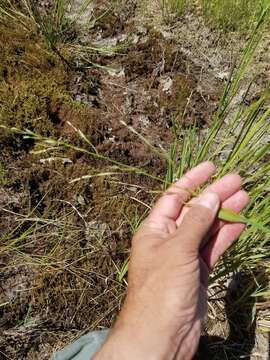 Imagem de Torreyochloa pallida var. pallida