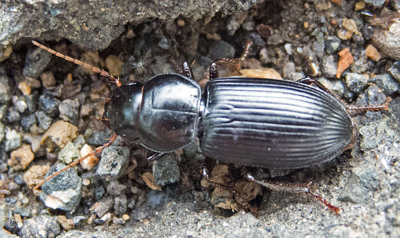 Image of Acinopus (Oedematicus) megacephalus (P. Rossi 1794)