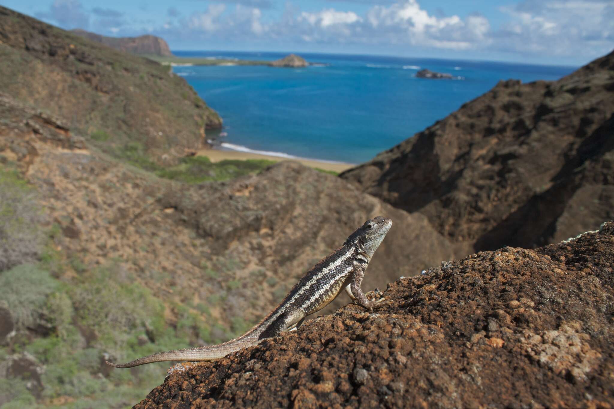 Image of San Cristobal Lava Lizard