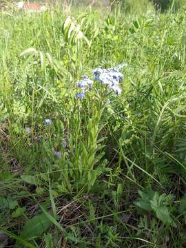 Image of Myosotis alpestris subsp. alpestris