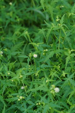 Image of Hydrocotyle geraniifolia F. Müll.