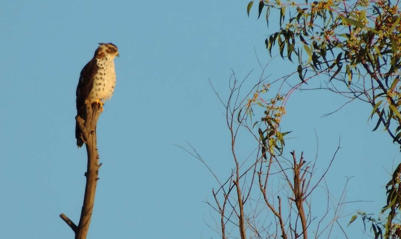 Image of African Cuckoo-Falcon