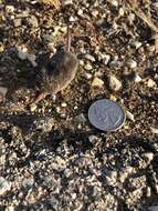 Image of American Pygmy Shrew