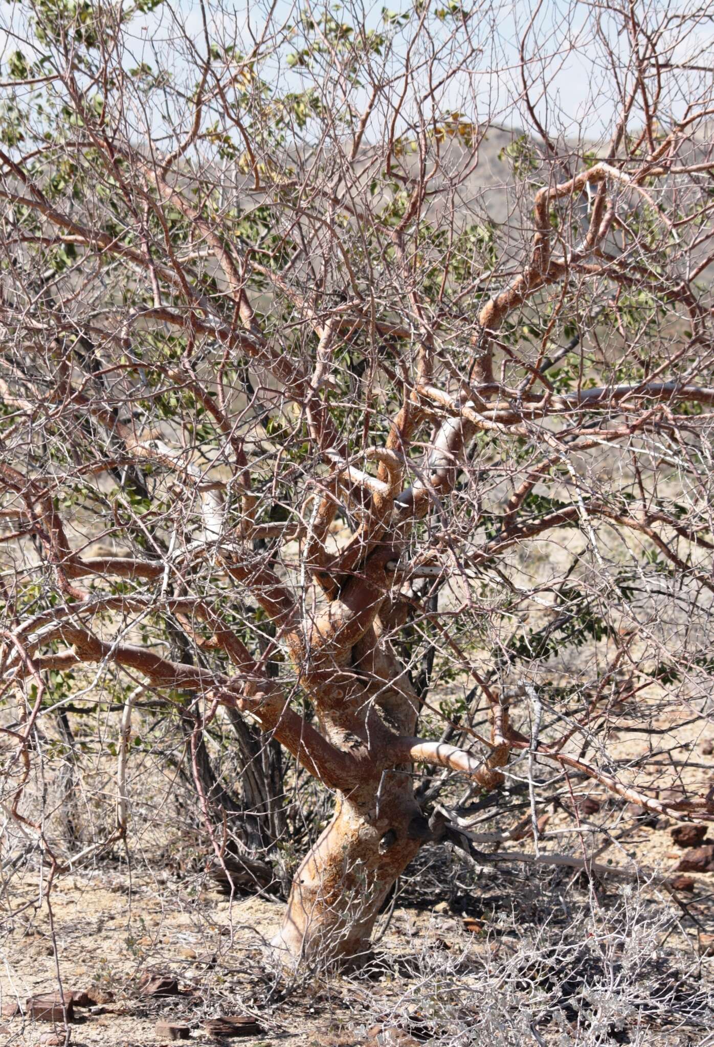 Image of African star-chestnut