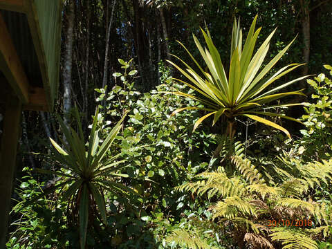 Image of Cordyline indivisa (G. Forst.) Endl.