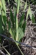 Image of Watsonia pillansii L. Bolus