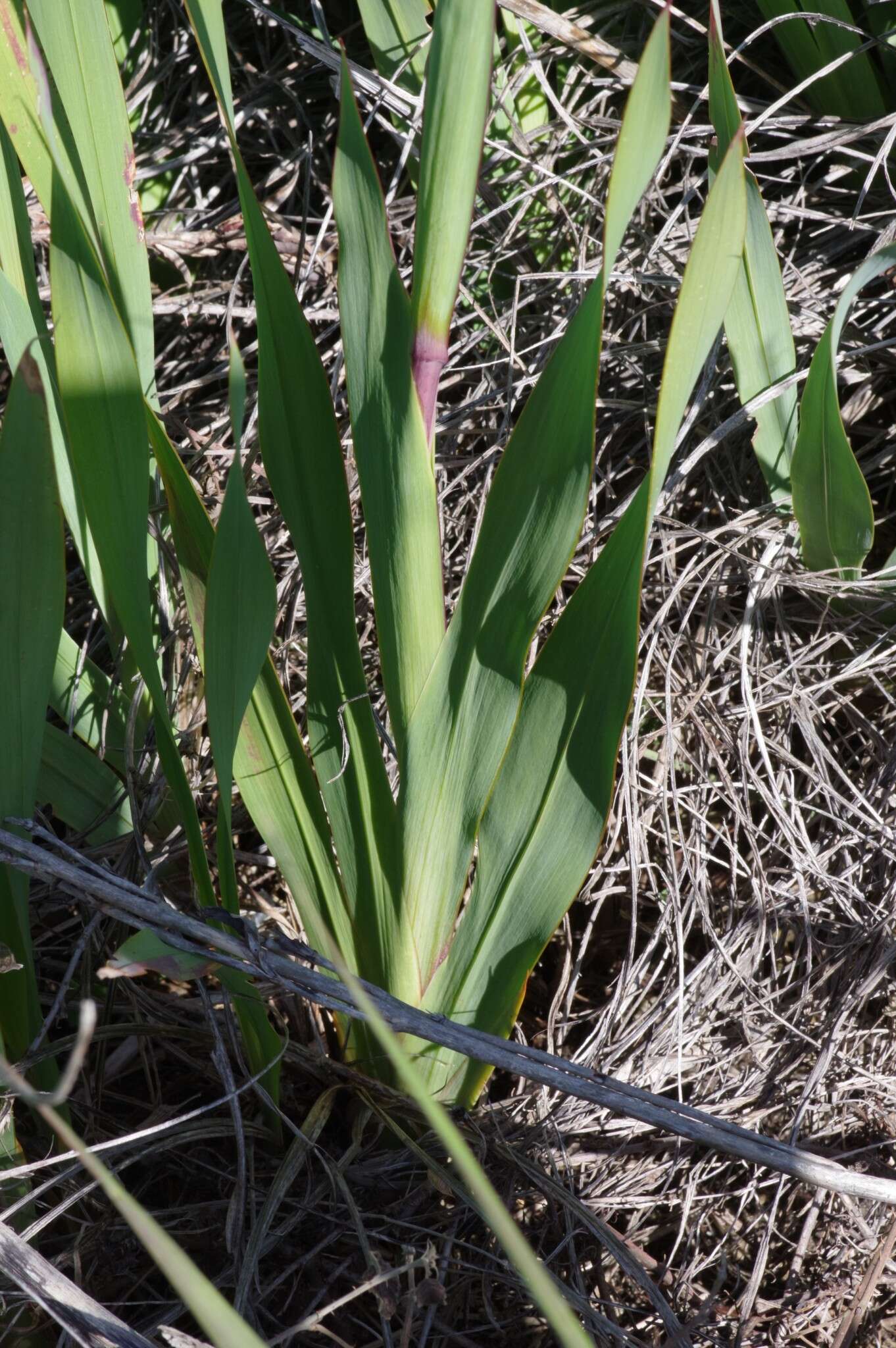 صورة Watsonia pillansii L. Bolus