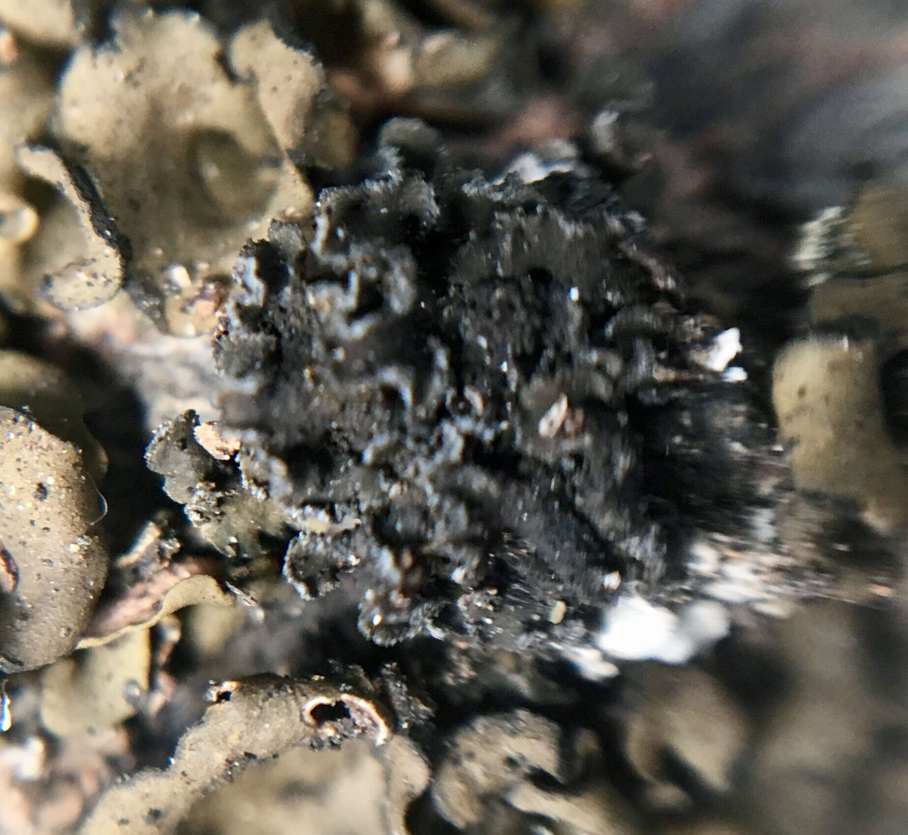 Image of Bolander's peltula lichen
