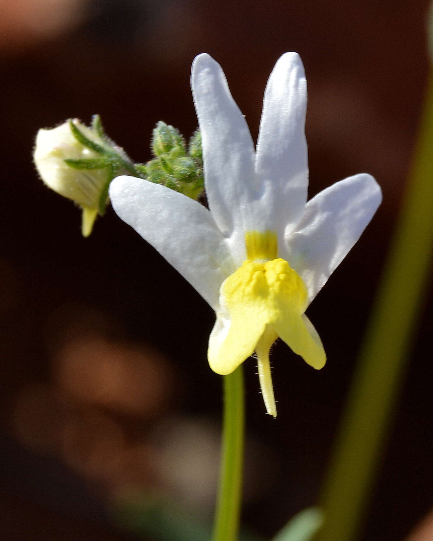 Image of Nemesia anisocarpa E. Mey. ex Benth.