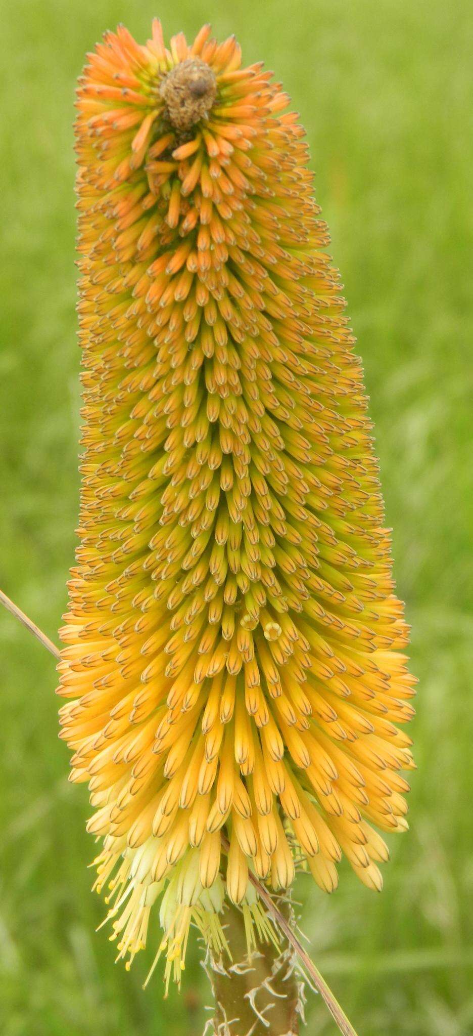 Image of Kniphofia bruceae (Codd) Codd