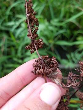 Rumex verticillatus L. resmi