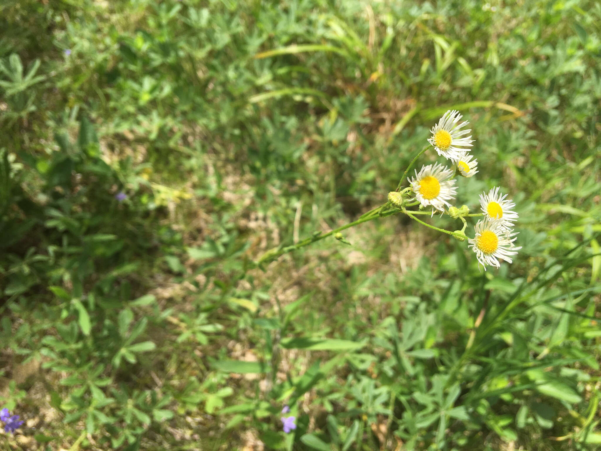 Слика од Erigeron allisonii