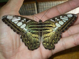 Imagem de Parthenos sylvia apicalis