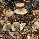 Image of Entoloma gracilipes (Peck) Malloch 2010