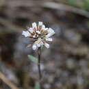 Image de Noccaea magellanica (Pers.) Holub