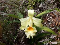 صورة Sobralia xantholeuca B. S. Williams