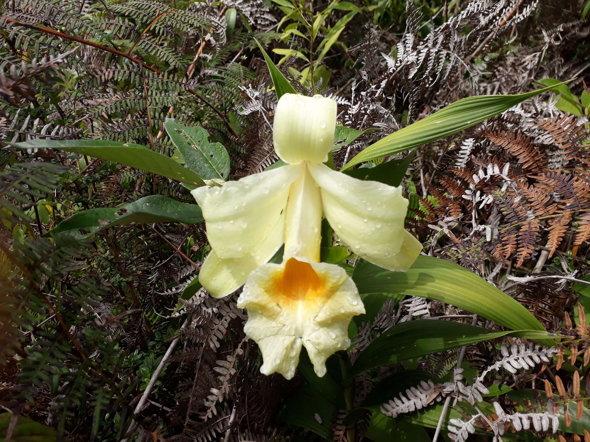 صورة Sobralia xantholeuca B. S. Williams