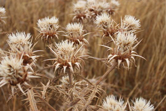 Image of Cynara baetica (Spreng.) Pau