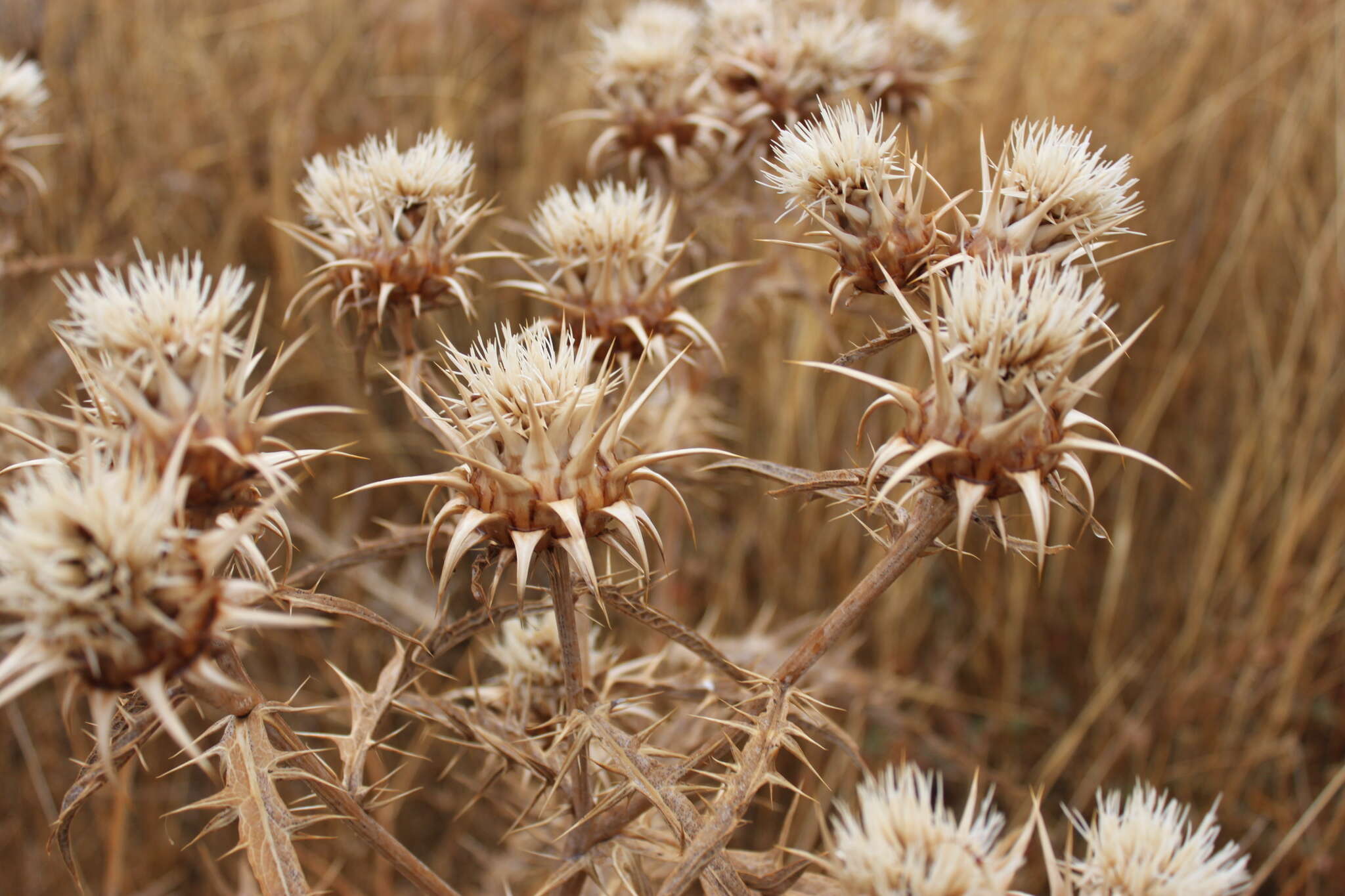 Cynara baetica subsp. baetica的圖片