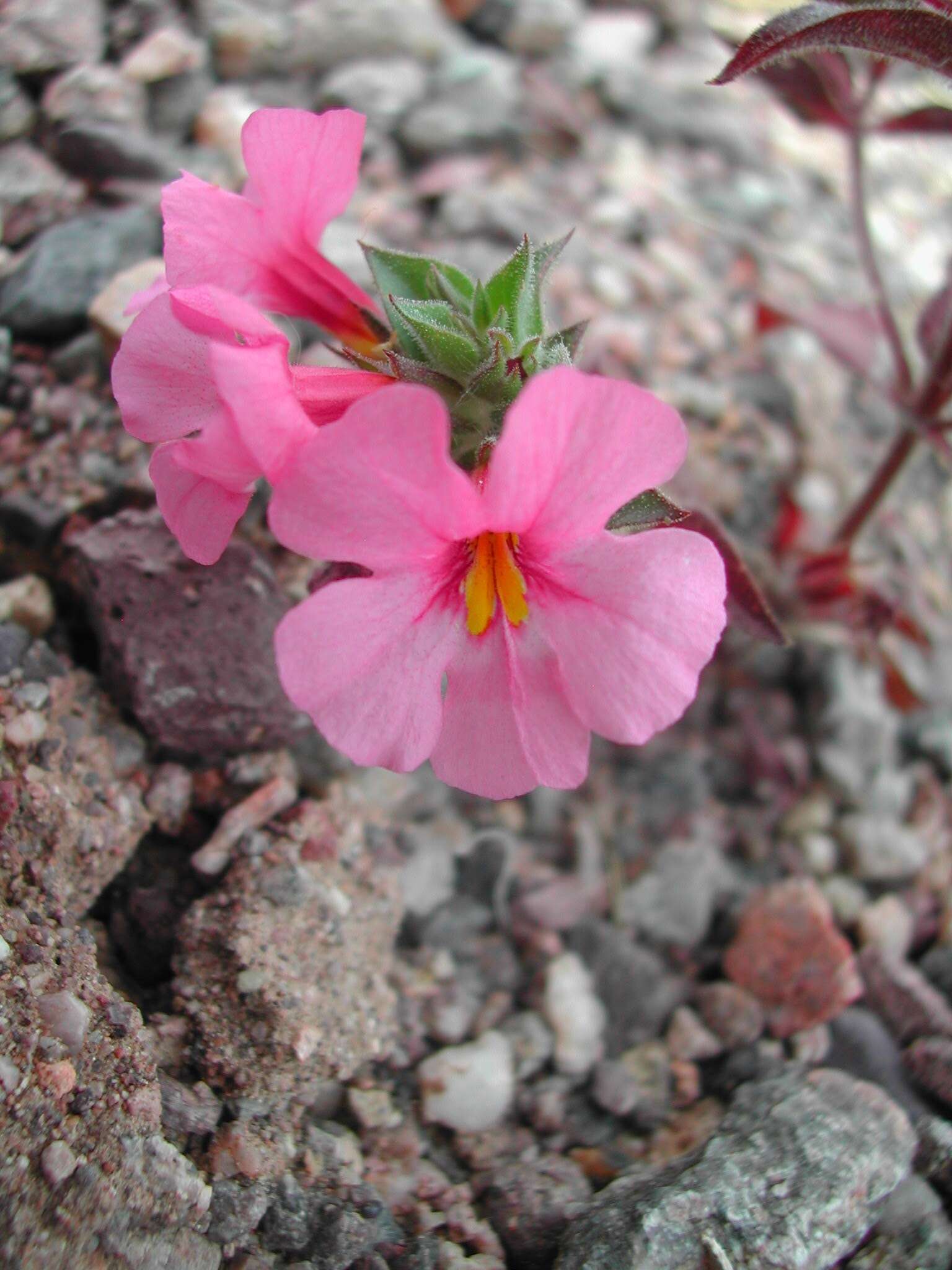 Image of compact monkeyflower