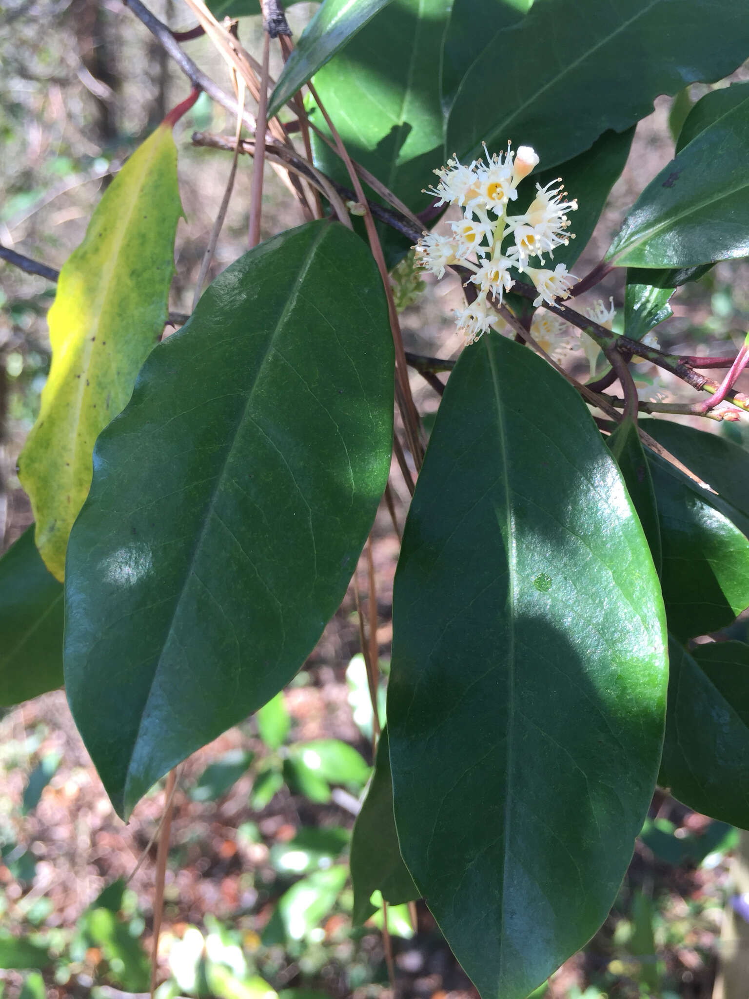 Prunus caroliniana (Mill.) Ait. resmi