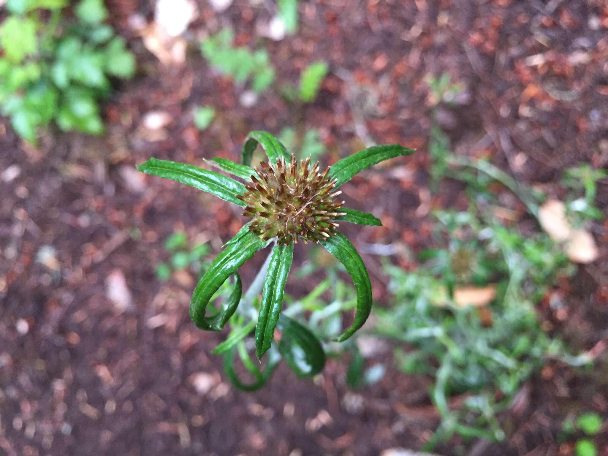 Image of tropical creeping cudweed