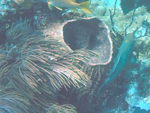 Image of Caribbean barrel sponge