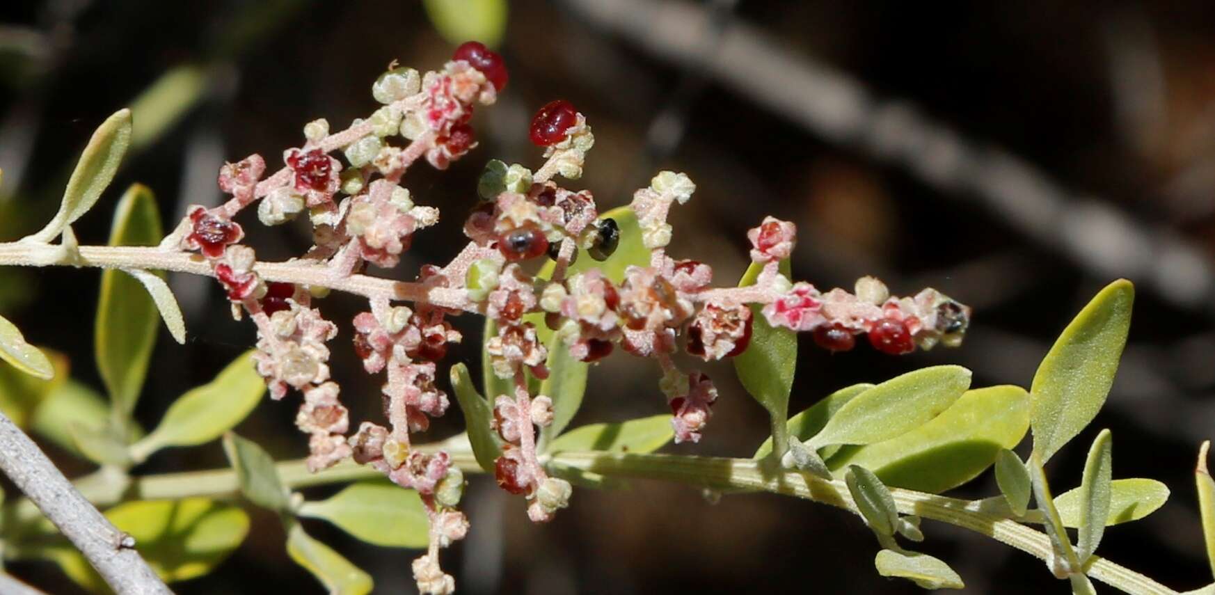 Sivun Chenopodium baccatum Labill. kuva