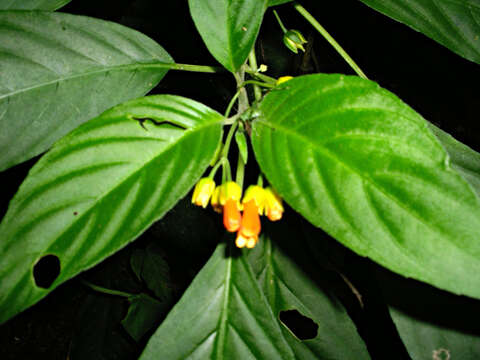 Image of Besleria laxiflora Benth.