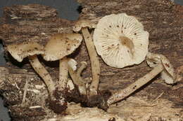 Image de <i>Pseudolaccaria pachyphylla</i>