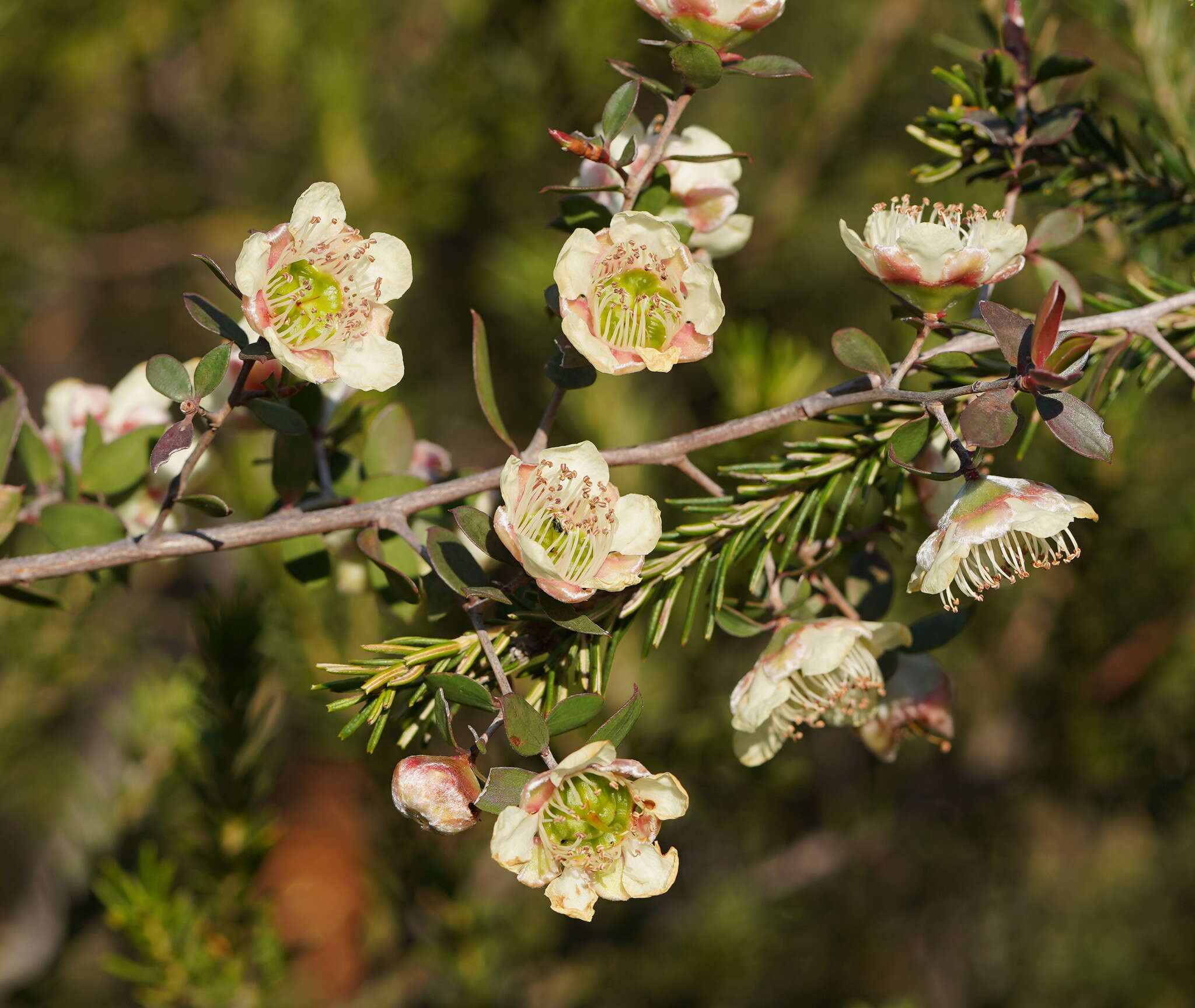 Image of Leptospermum macrocarpum (Maiden & Betche) J. Thompson